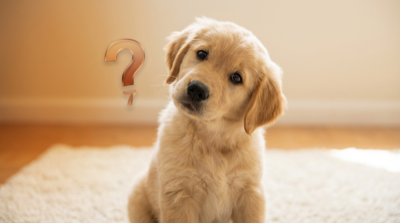 Pies golden retriever ze znakiem zapytania - symbolizujący niezrozumianą mowę ciała psa