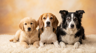 Trzy psy różnych ras - szczeniak, dorosły pies i senior leżące obok siebie