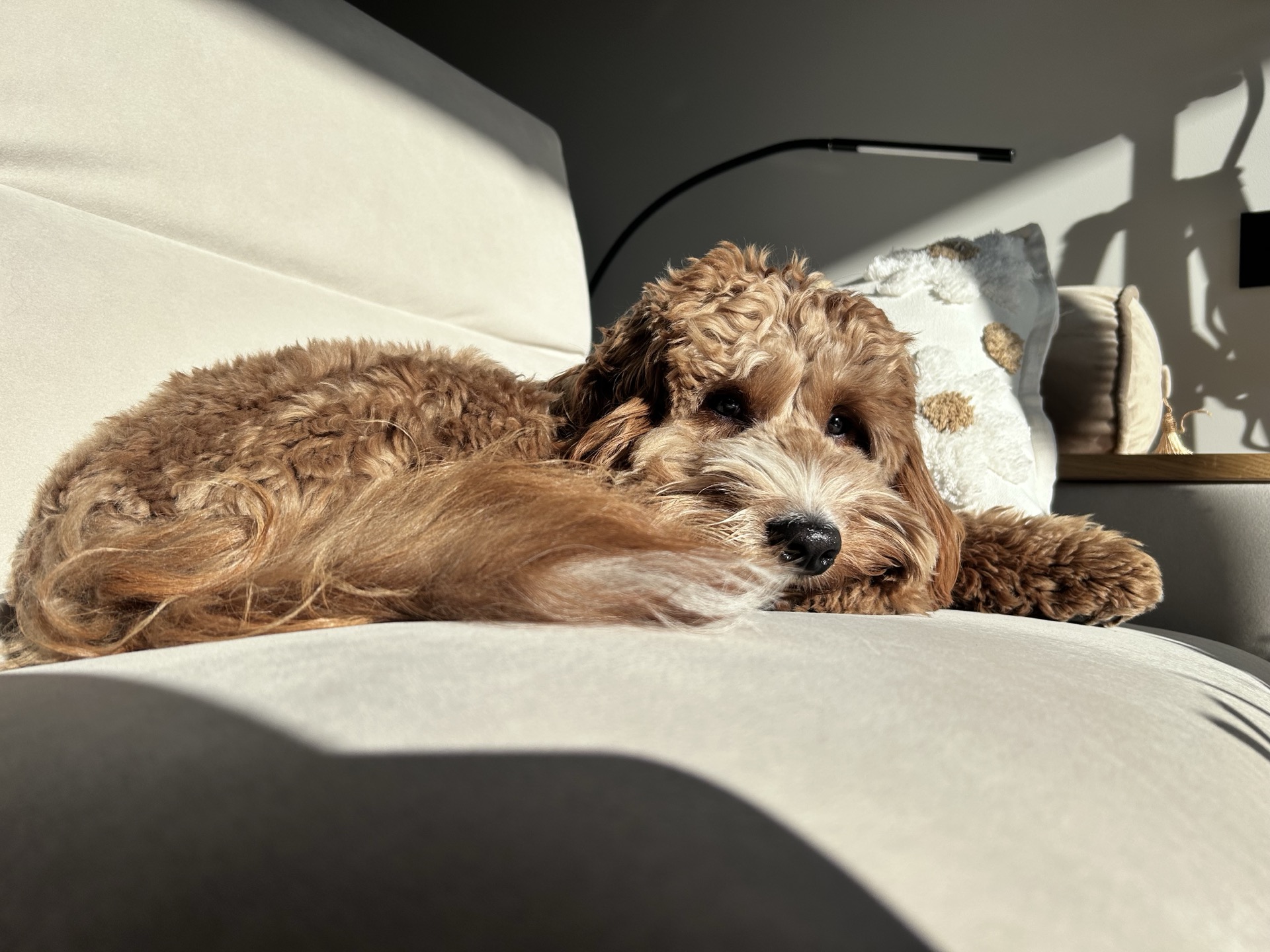 Pies Bursztyn leżący samotnie na kanapie - czeka na właściciela